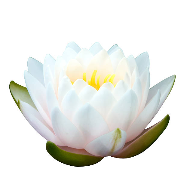istock Beautiful waterlily Hybrid flower. 474356918