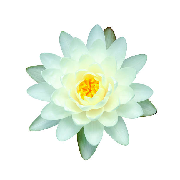 istock Beautiful waterlily Hybrid flower. 474356954