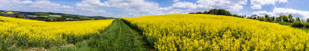 istock Spring countryside of yellow rapeseed fields in bloom 474357624