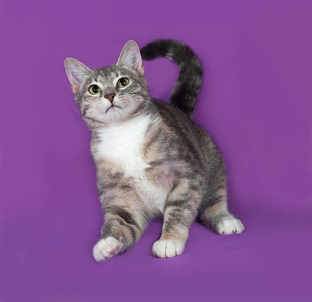 istock Tricolor striped cat sitting on lilac 474357818