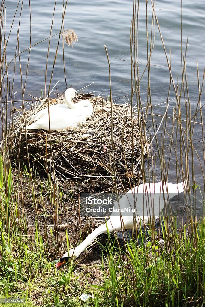 Mute Swan couple with eggs on nest Ticino River Sesto Swan couple on Ticino river in the town of Sesto Calende. A Mute Swan with its eggs shown on a nest within a reed bed 2015 Stock Photo