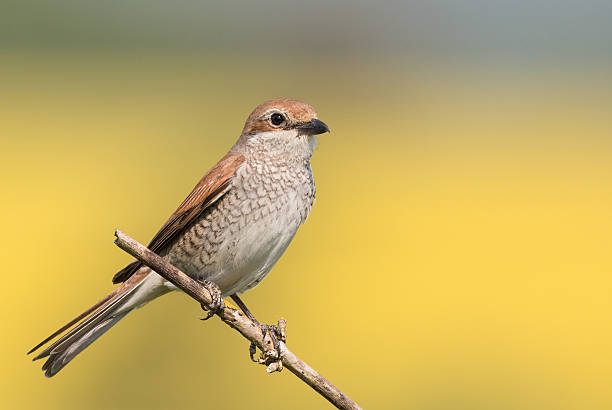 istock Female Red-backed Shrike (Lanius collurio) 474360830