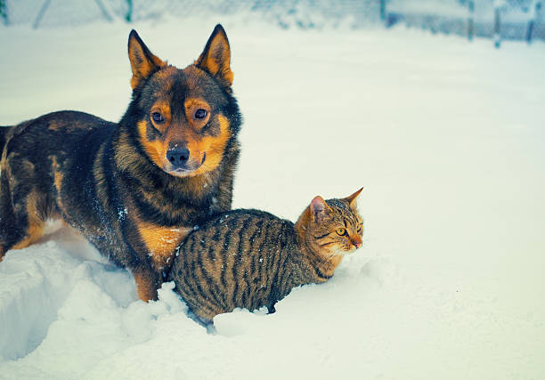 istock Dog and cat playing together in the snow 474361312
