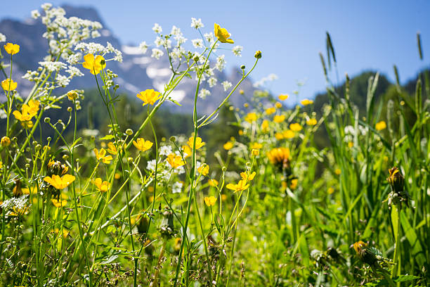 istock Flower meadow in the Alps 474361502