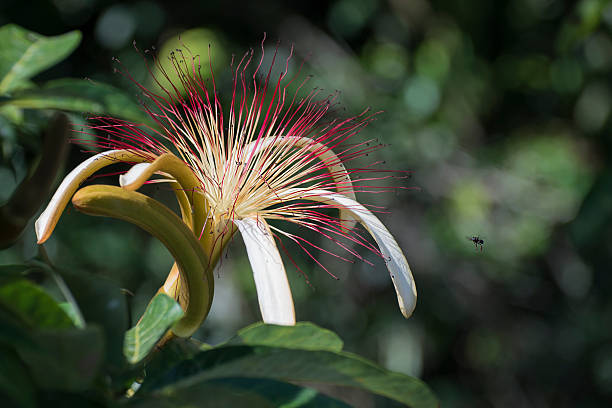 Pachira - Photo