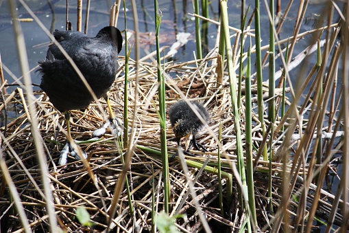 Coot in nest with chicks on Ticino river in the town of Sesto Calende