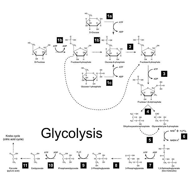 Chemical scheme of glycolysis metabolic pathway Chemical scheme of glycolysis metabolic pathway, 2d illustration on white background; vector, eps 8 biochemistry stock illustrations