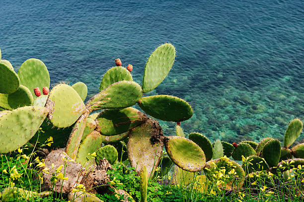cactus à proximité de la mer épineux - santas cap photos et images de collection