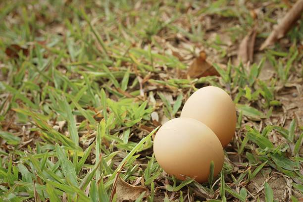 istock Eggs on a background of green grass at the park. 474367228