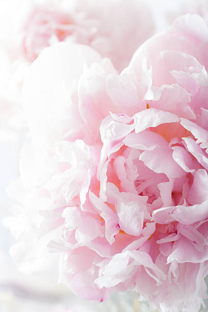 istock beautiful pink peony flower background 474368260