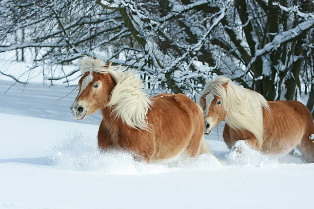 istock Two beautiful haflingers with long mane moving together 474368412
