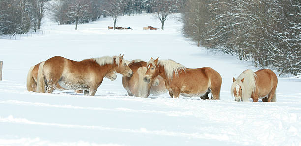 istock Batch of haflingers together in winter 474368416