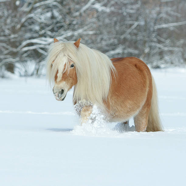 istock Amazing haflinger running in the snow 474368418