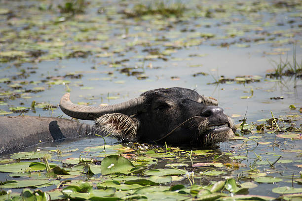 istock Buffalo farming livestock Asia 474368422