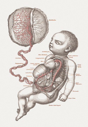 Anatomy of the human fetus. Woodcut engraving, published in 1875.