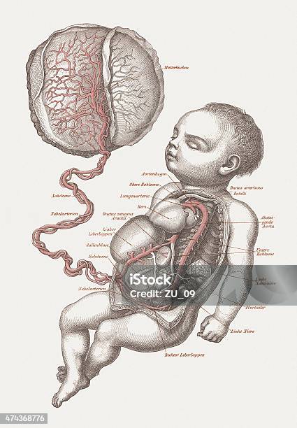 Anatomy Of The Human Fetus Lithograph Published In 1875 Stock Illustration - Download Image Now