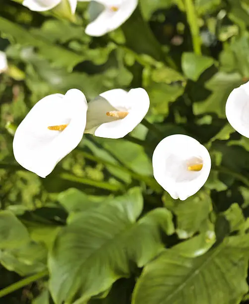 Photo of Calla Lily