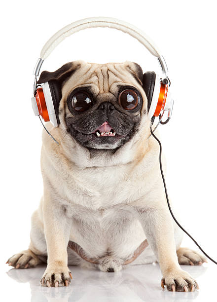 istock Pug Dog with big eyes isolated on White 474370205