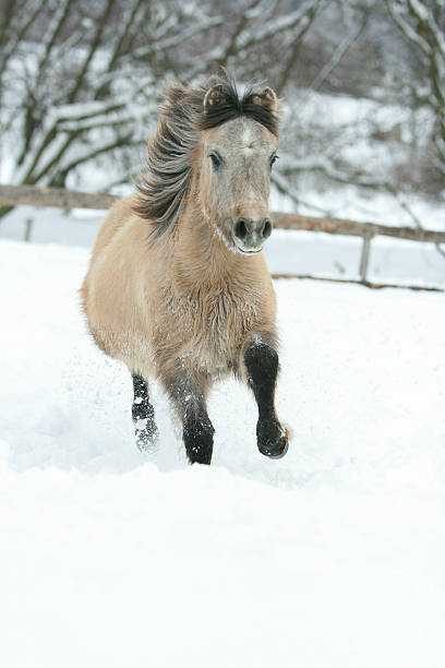 istock Adorable and cute bay pony running in winter 474374316