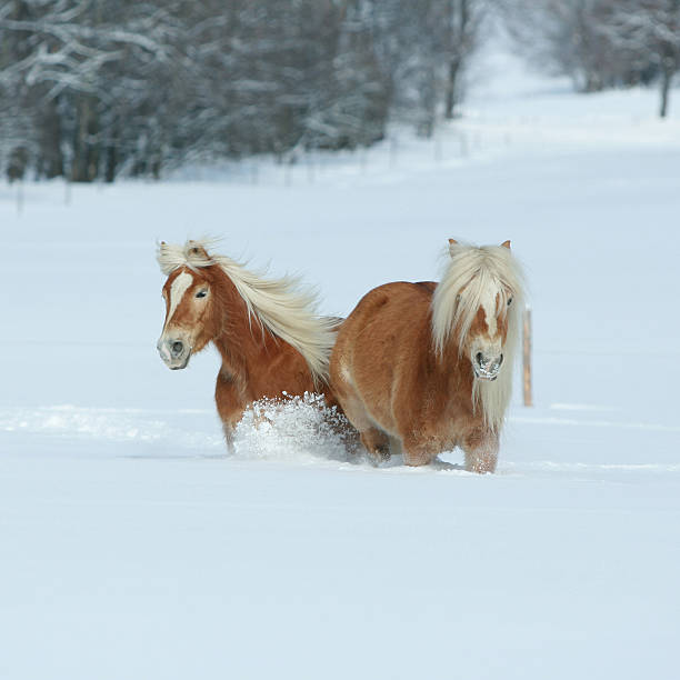 istock Two beautiful haflingers with long mane moving together 474374556