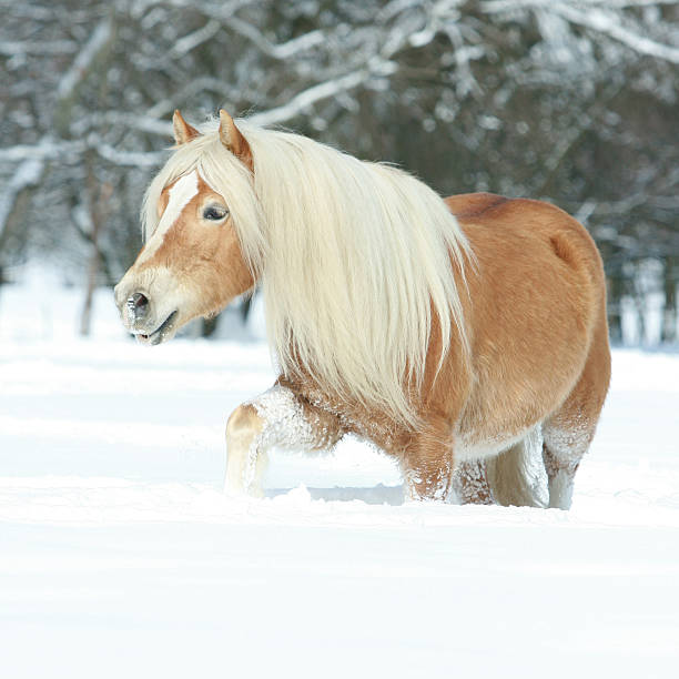 istock Nice haflinger with long mane running in the snow 474374644