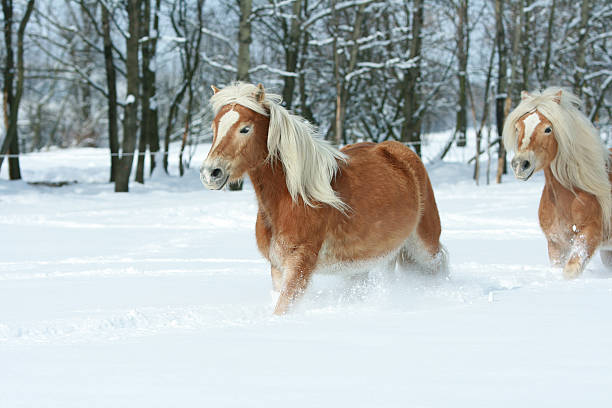 istock Two beautiful haflingers with long mane moving together 474374654