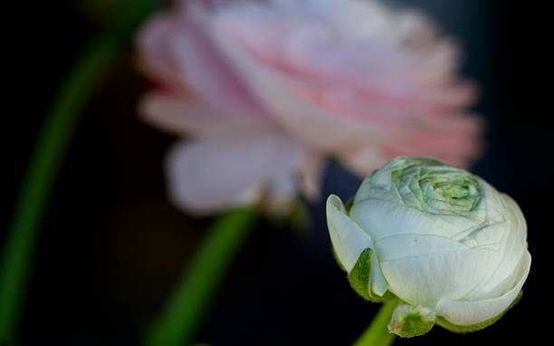 istock Closed, white buttercup against a black background. 474377144
