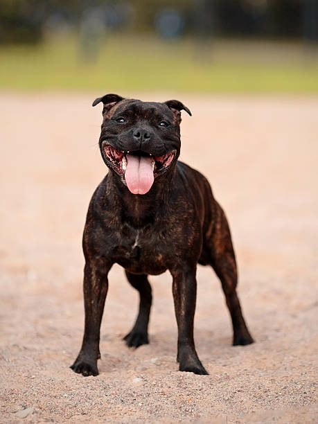 istock Staffordshire bull terrier. 474380544