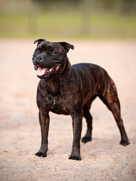 istock Staffordshire bull terrier. 474380916