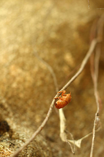 istock Cicada on the tree in the nature. 474381630