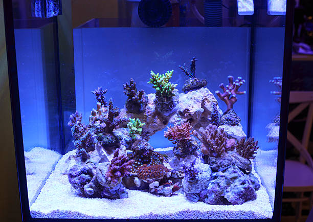 istock coral in aquarium 474383709