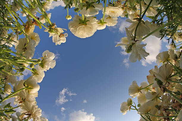 The field of blossoming white buttercups photographed by an objective \