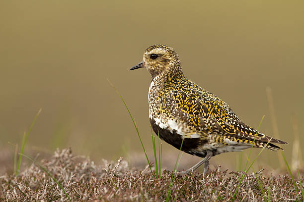 istock European Golden Plover (Pluvialis apricaria) 474388275