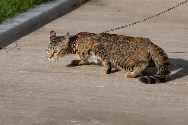 istock Domestic cat, outdoor 474390724
