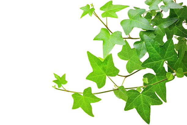 de lierre plantes - ivy leaf photos et images de collection