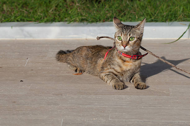 istock Domestic cat, outdoor 474394310