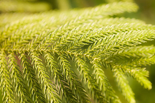 istock green prickly branches of a fur-tree or pine background. 474394768