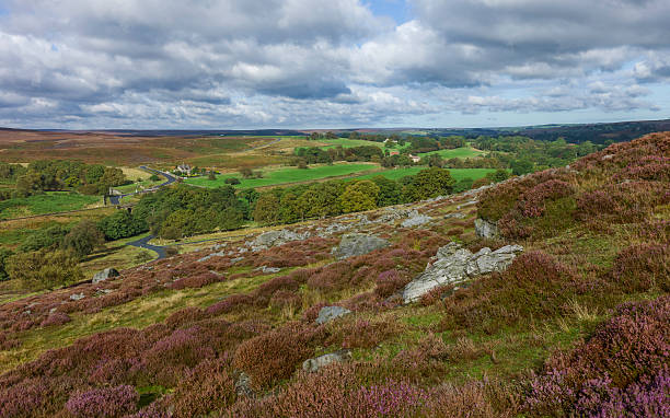 istock Heather in bloom North York Moors, UK. 474394906