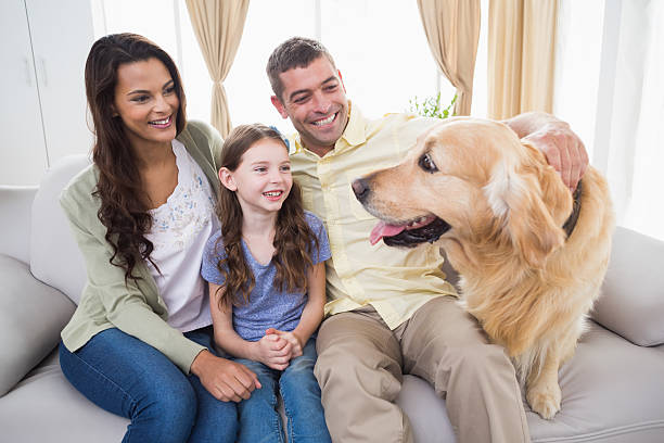 istock Family looking at Golden Retriever on sofa 474395072