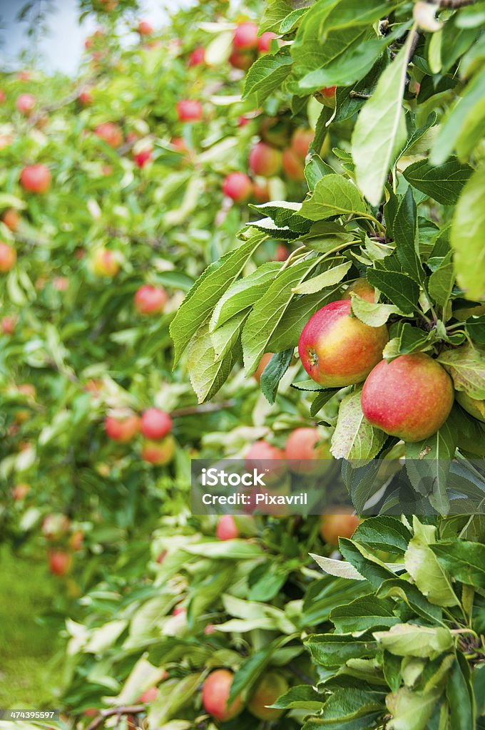 Apple trees Falstaff - orchard Red  apples Falstaff on apple trees branches in the orchard Apple Tree Stock Photo