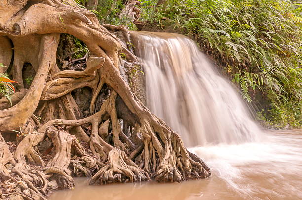 루트 및 워터풀 - tropical rainforest thailand root waterfall 뉴스 사진 이미지