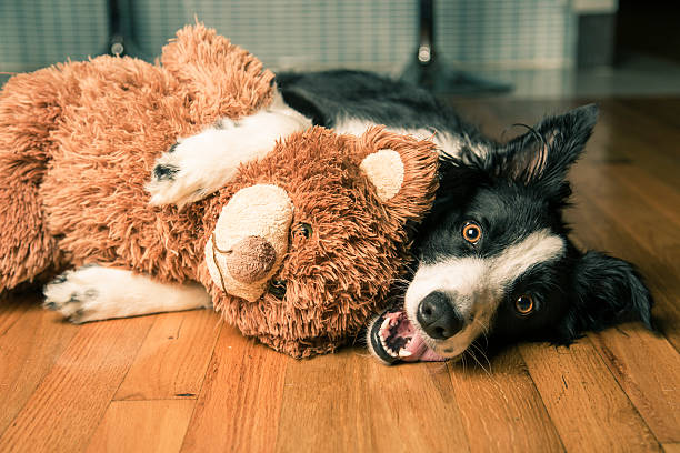 collie Border - fotografia de stock