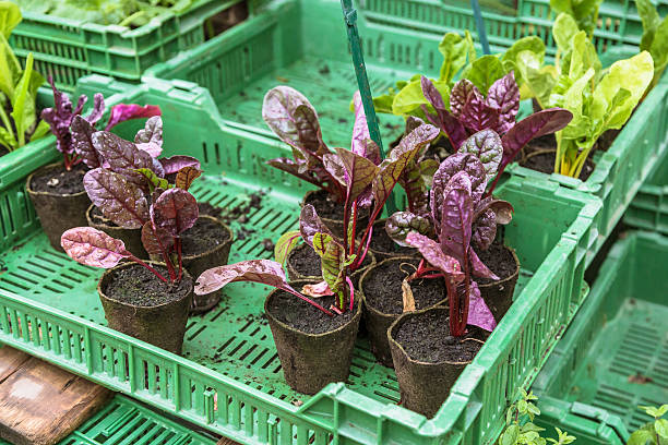Beetroot Seedling