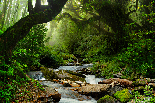 Part of Nepal's subtropical rainforest surrounding the Annapurnas