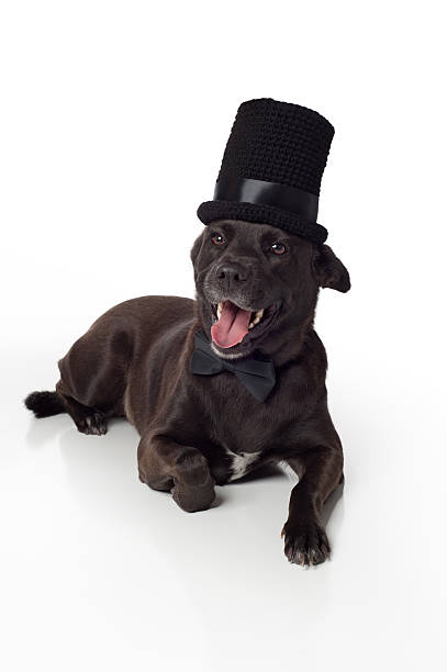 Smiling Black Mixed-Breed Dog in Top Hat & Bowtie A happy, smiling Black Labrador mixed-breed dog wearing a crocheted top hat and black bow tie. Isolated on a white seamless background. dog tuxedo stock pictures, royalty-free photos & images