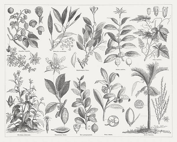 Stimulant plants, wood engraving, published in 1876 Stimulant plants: Common hop (Humulus Lupulus), Kola nut (Cola acuminata), Coca grower (Erythroxylum coca), Coffee (Coffea arabica), Vine (Vitis vinifera), Common tobacco (Nicotiana tabacum), Cacao (Theobroma Cacao), Yerba mate (Ilex paraguayensis), Green tea (Thea viridis), Areca palm (Areca catechu). Woodcut engraving, published in 1876. camellia sinensis photos stock illustrations