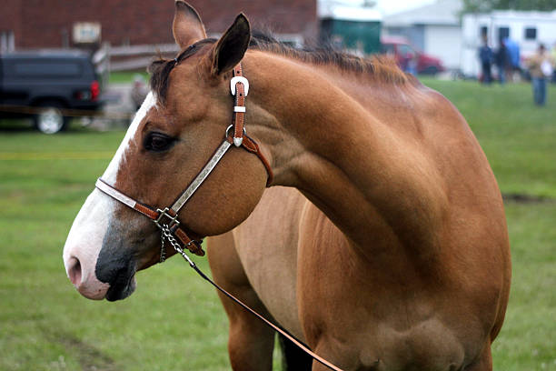 istock Brown horse against green field 474399755