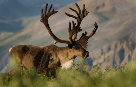 Bull Caribou (Rangifer tarandus) with antlers in the velvet that nourishes their growth until it is shed prior to the fall rut. Summer, Denali National Park, Alaska.