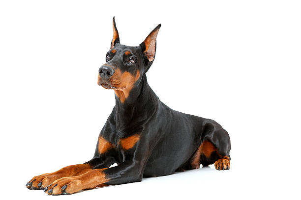 istock Dog lying on white isolated background 474403354