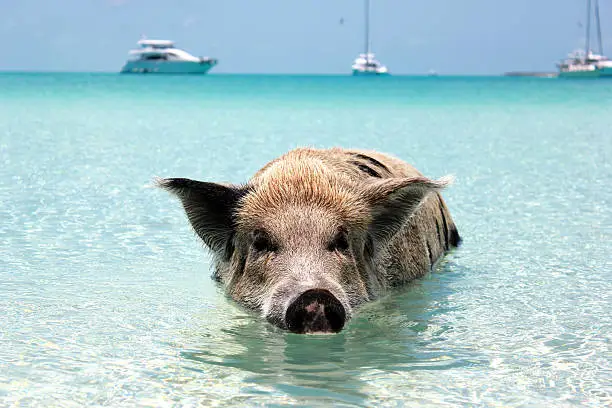 A pig swimming at Pig Beach, Big Majors Cay, Exumas, Bahamas.